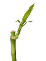 Lucky Bamboo Straight Stalk one up close