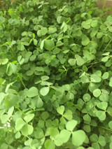 Lucky Shamrocks