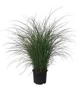 Ornamental Maiden Grass also in pot