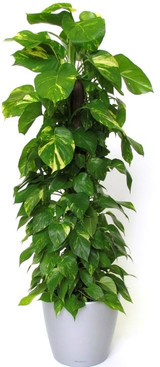 Totem Pole Pothos Gold