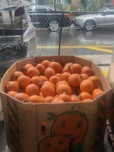 Pumpkins and Gourds