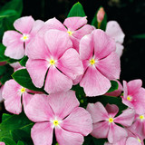 Vinca major Flat Pack Vinca major Flat Pack