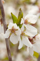 Weeping Cherry Snow Fountains flower upclose