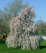 Weeping Cherry Snow Fountains view