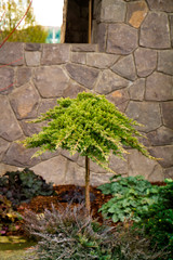 Dwarf Japanese Garden Juniper Juniperus next to wall