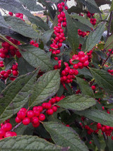 Holly Ilex Verticillata Winterberry