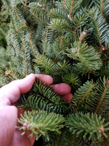 Christmas Tree Care Instructions