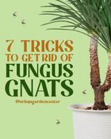 7 Tricks to Get Rid of Fungus Gnats 7 Tricks to Get Rid of Fungus Gnats