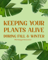 Keeping your plants alive during Fall and Winter