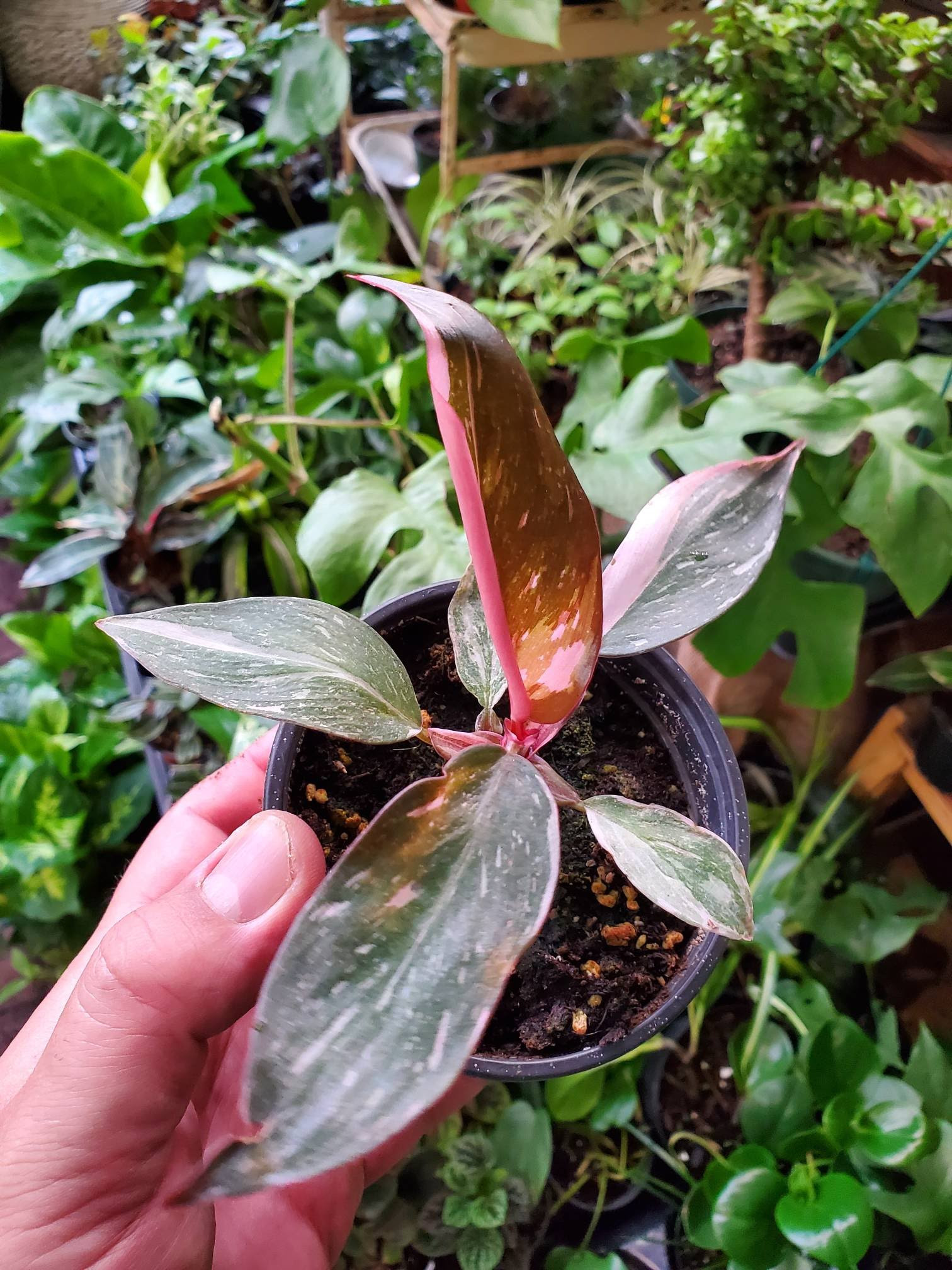Philodendron Pink Princess Urban Garden Center