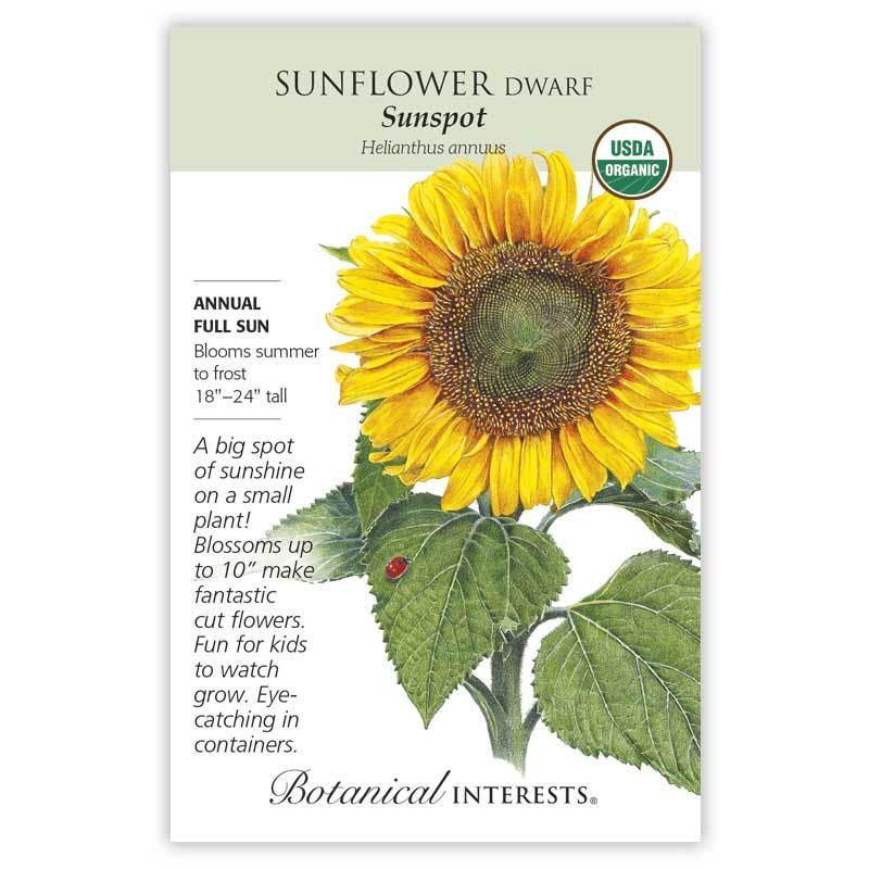Sunflower Dwarf Sunspot Organic Urban Garden Center