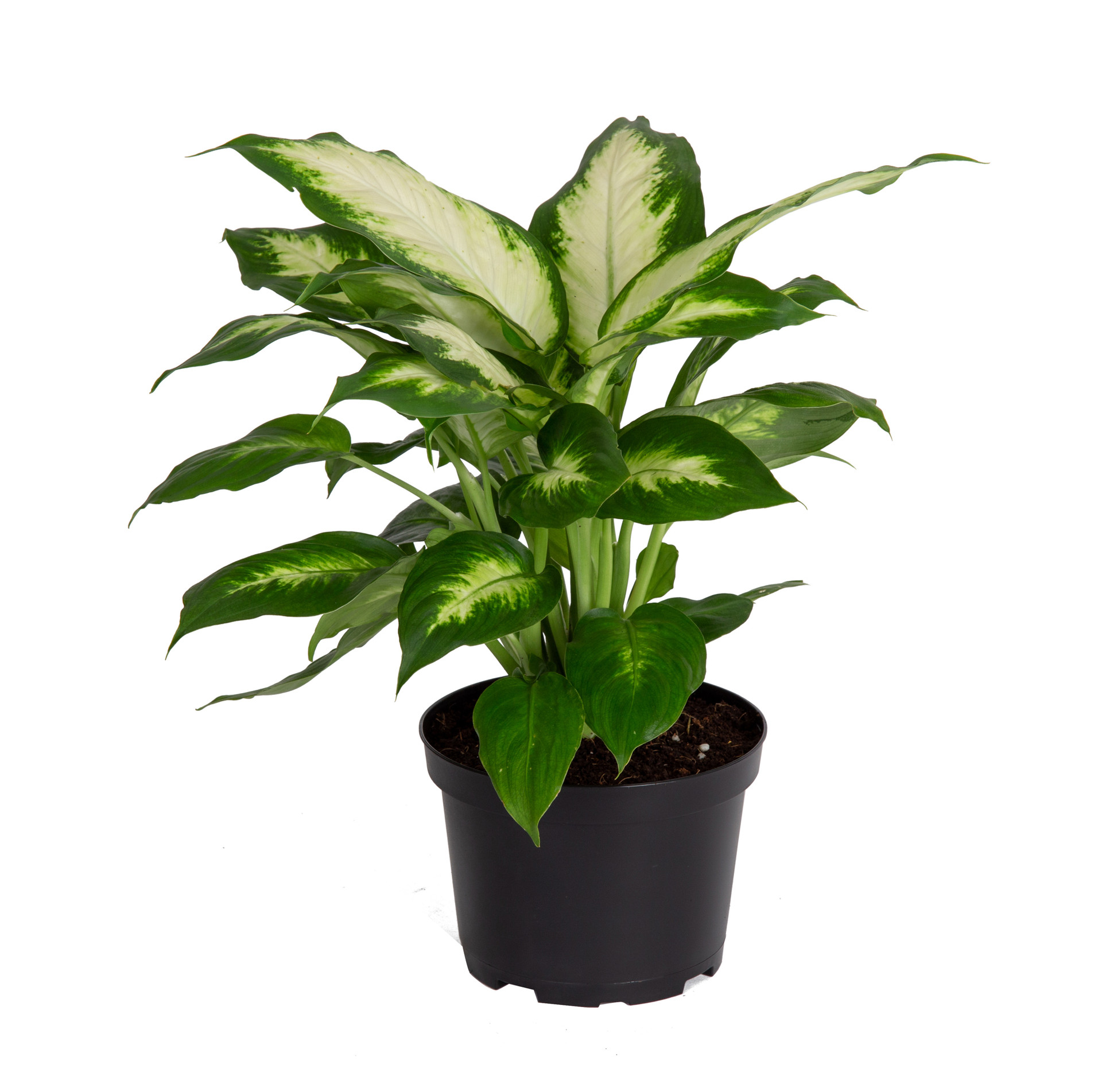 Dracaena - Urban Garden Center