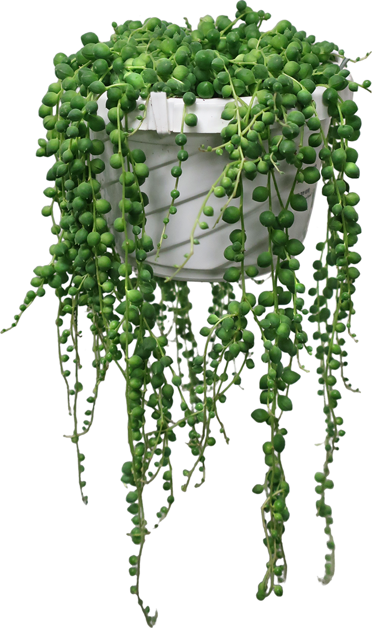 String of Pearls in a Hanging Basket - Urban Garden Center