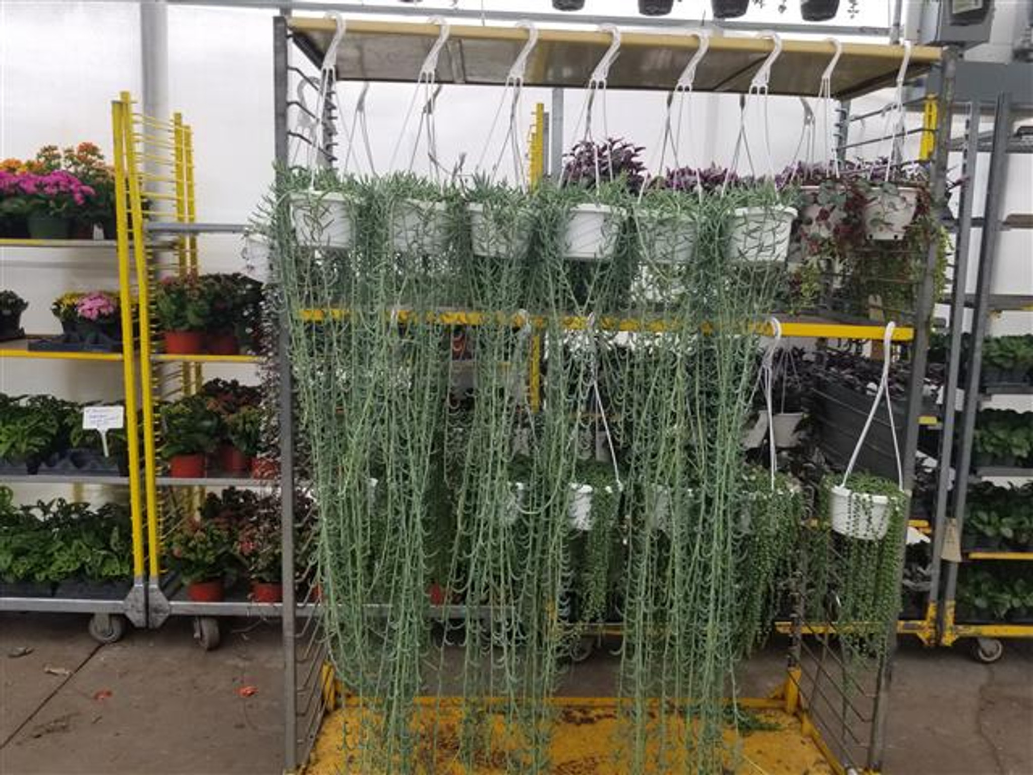 String of Fish Hooks in a Hanging Basket