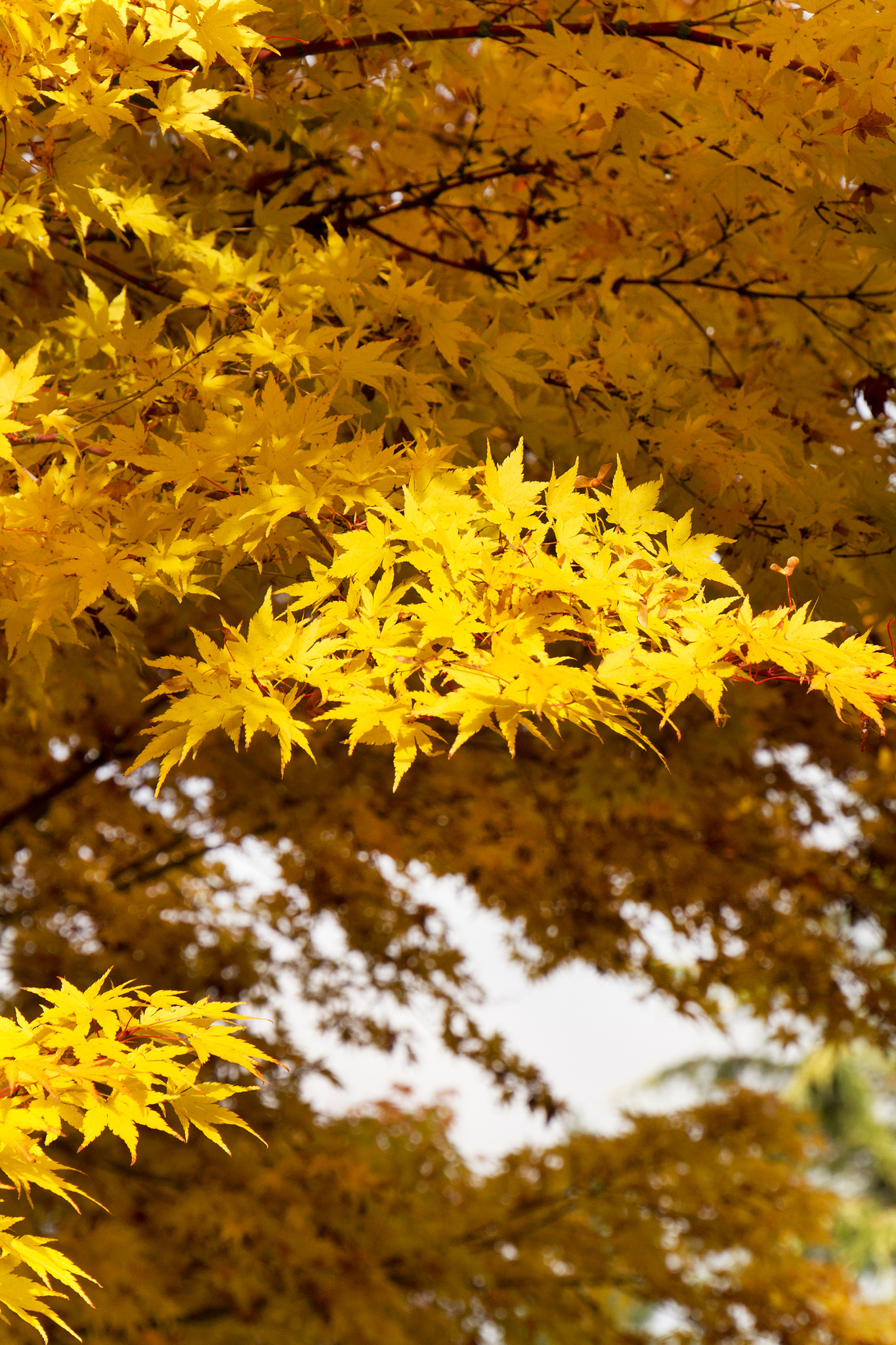 Monrovia Coral Bark Japanese Maple Acer Palmatum Sango Kaku