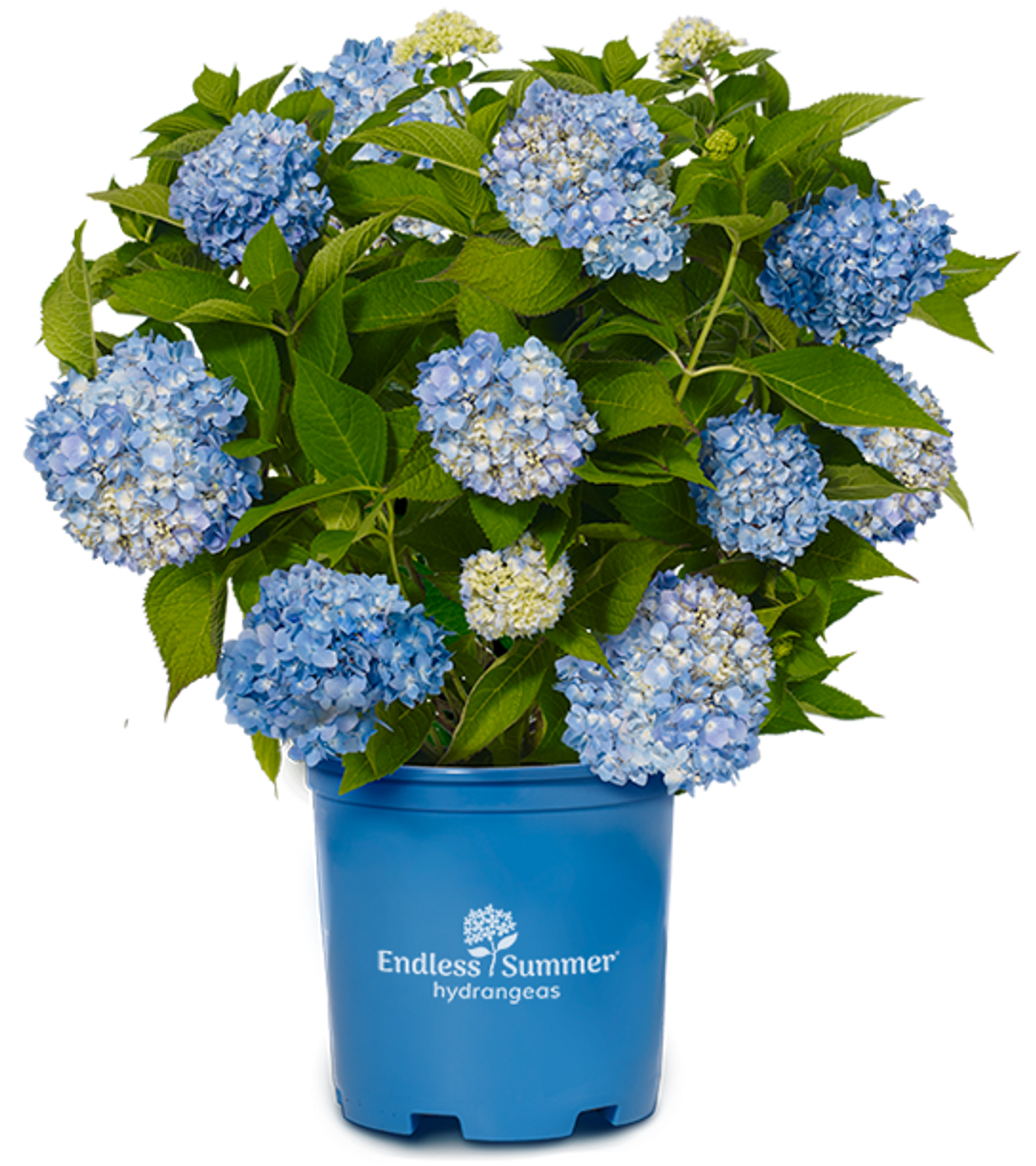 Image of Endless Summer Hydrangea in a moist soil