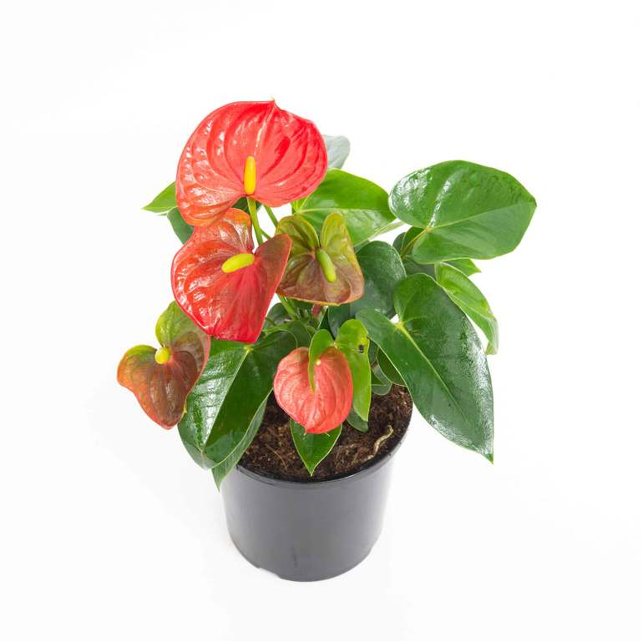 日本最大のブランド 南米直輸入株☆Anthurium patriciae☆室内