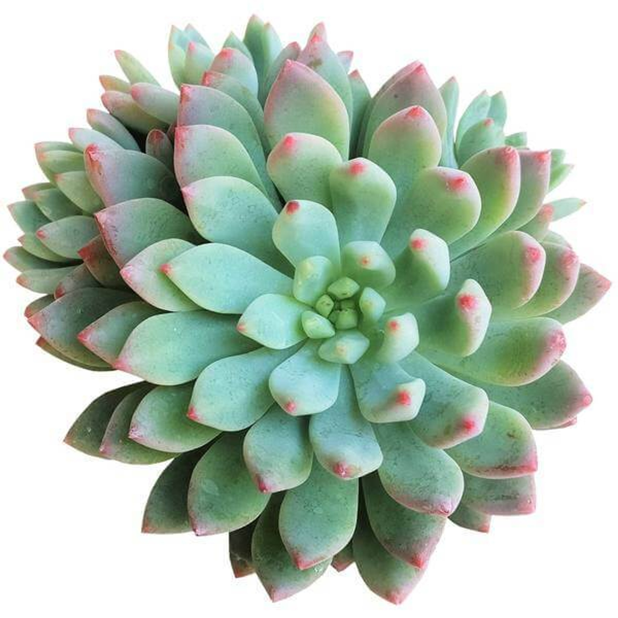Echeveria - Urban Garden Center
