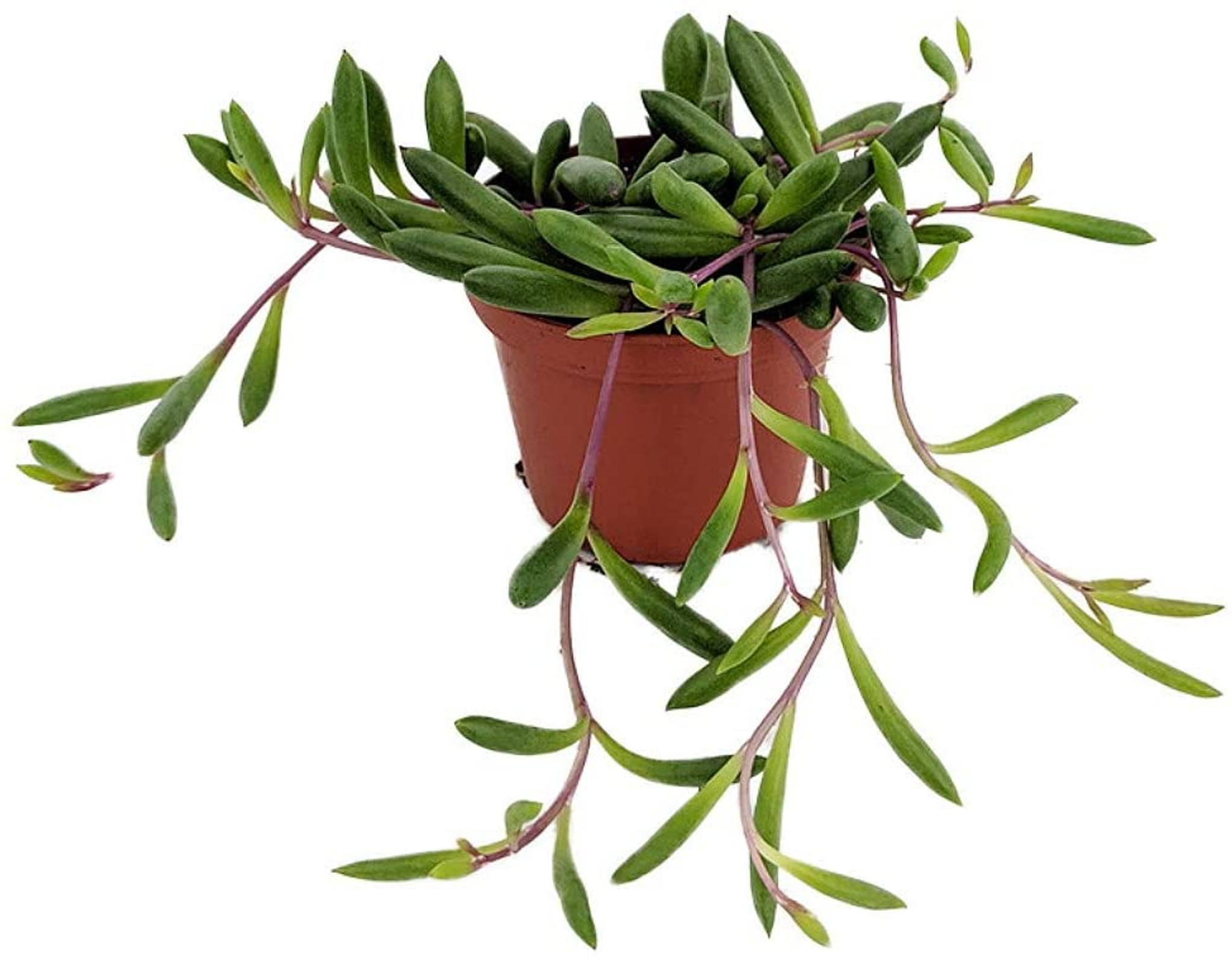 SALE - String of Rubies - Othonna capensis -Easy to Grow Succulent- 6