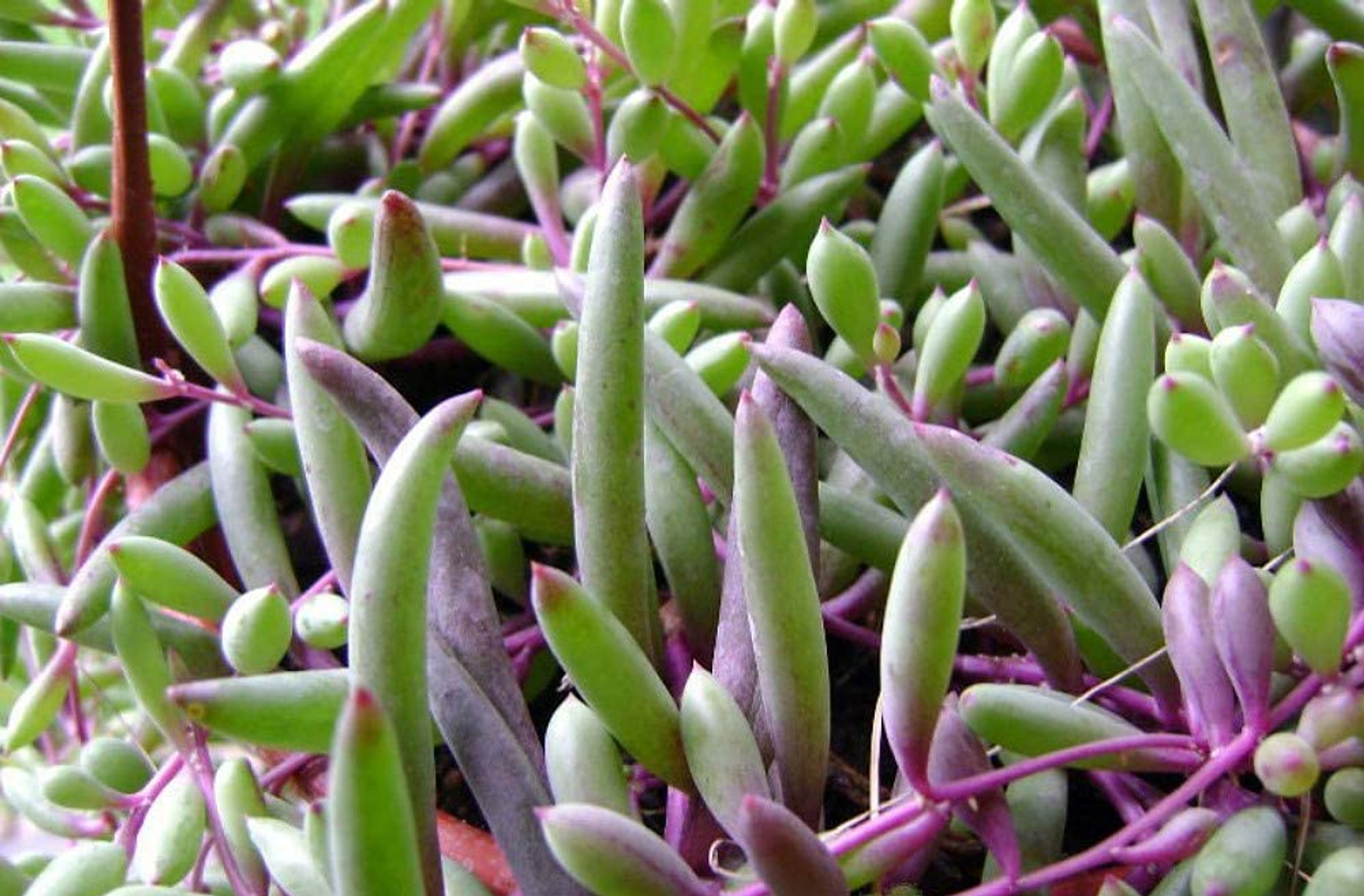 Bare Root Ruby Necklace Plant - Fastest Growing Succulents / Bulk Rate