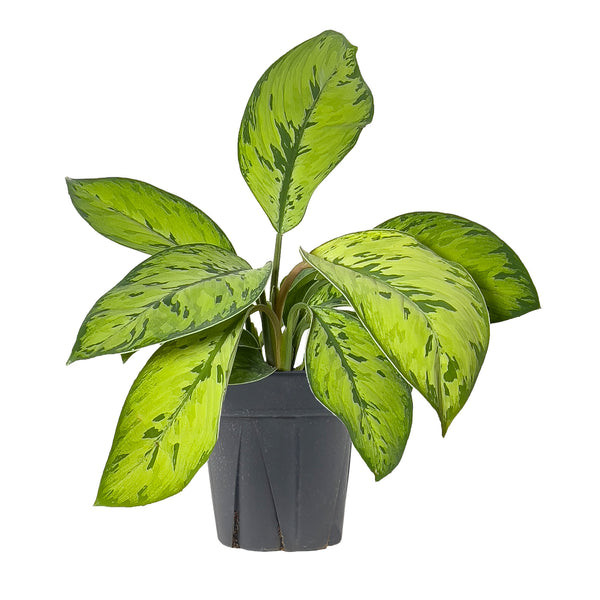 Homalomena - Urban Garden Center