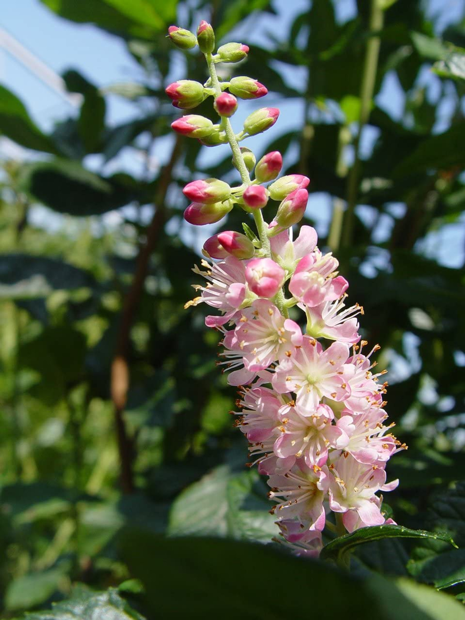 clethra alnifolia summersweet