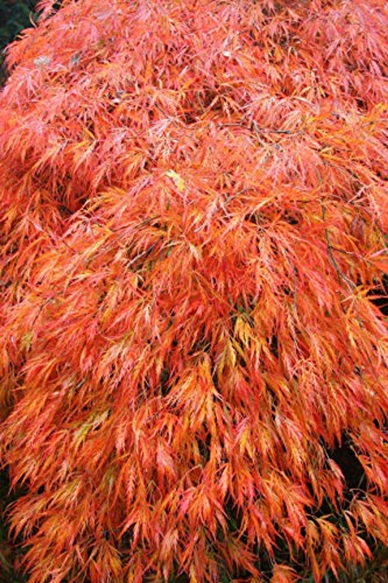 その他 MapleTree Buy Acer palmatum dissectum Baldsmith Laceleaf Japanese