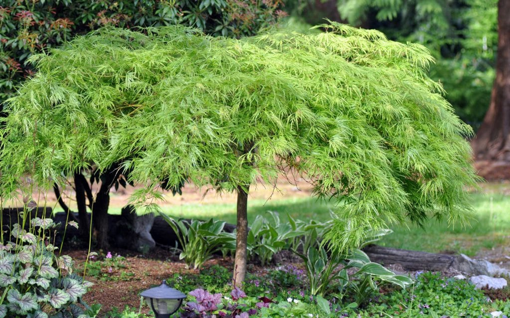 その他 MapleTree Buy Acer palmatum dissectum Baldsmith Laceleaf Japanese