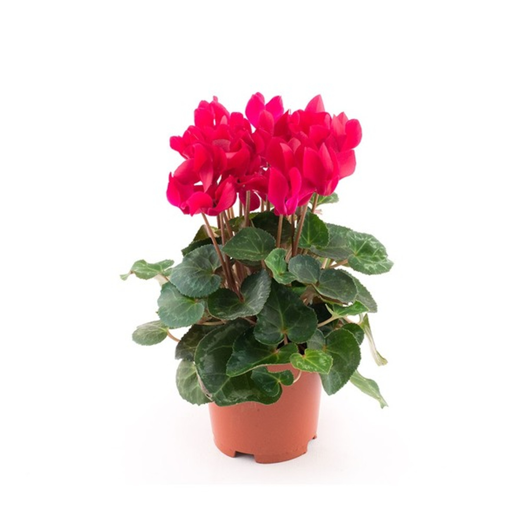 1pc Artificial Cyclamen Flower With 6 Branches And Foggy Effect