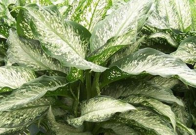 Dieffenbachia Tiki Urban Garden Center