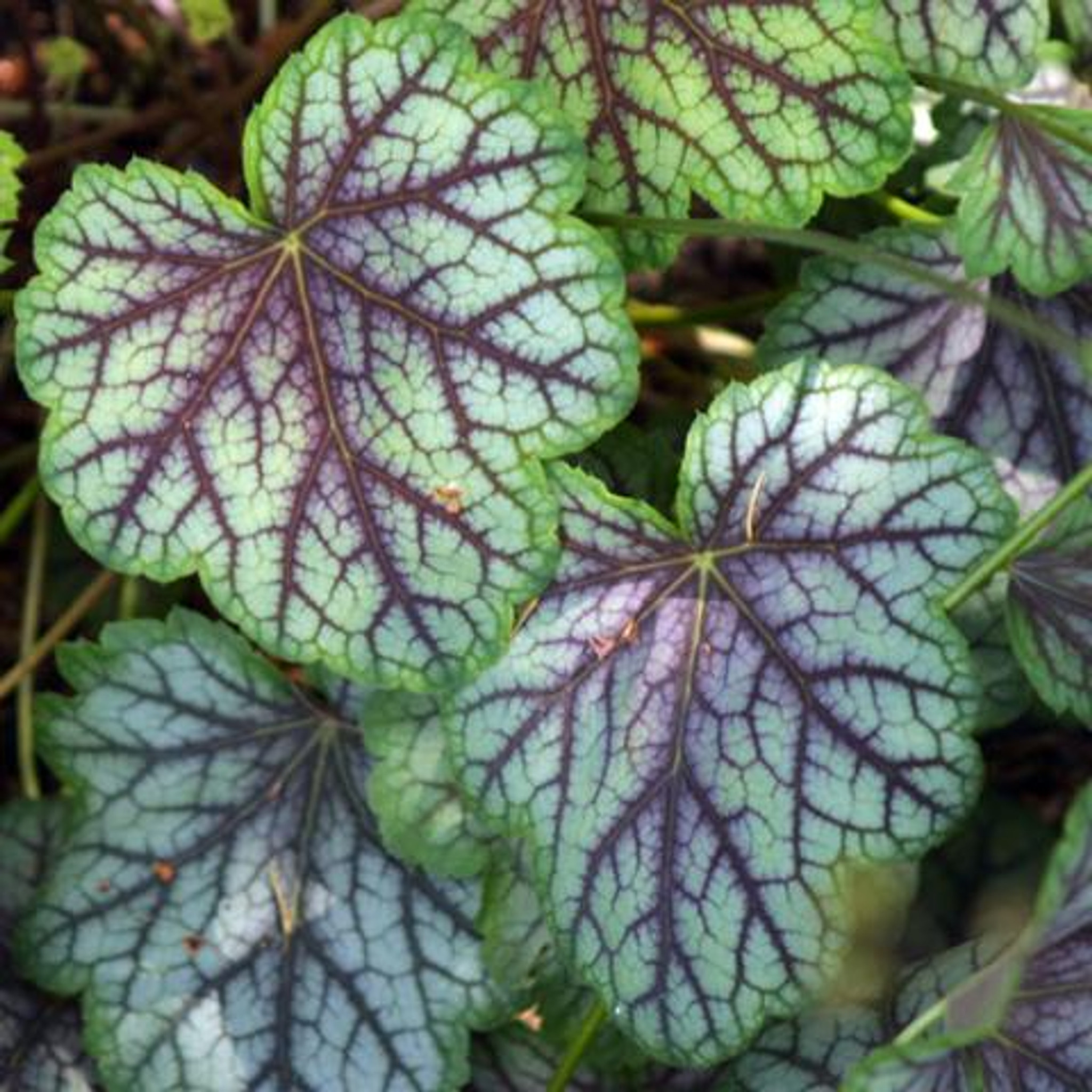 heuchera