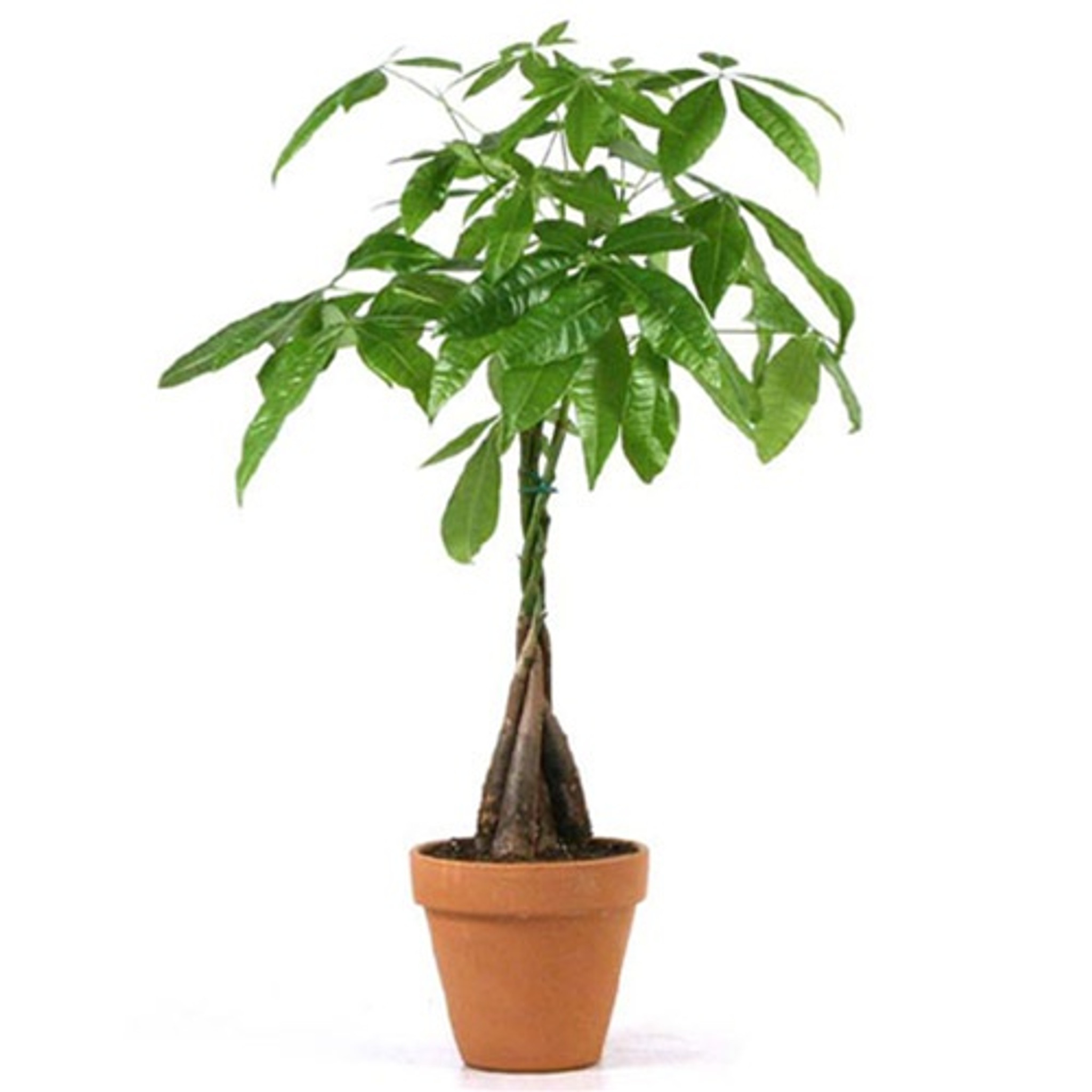 pachira money tree plant