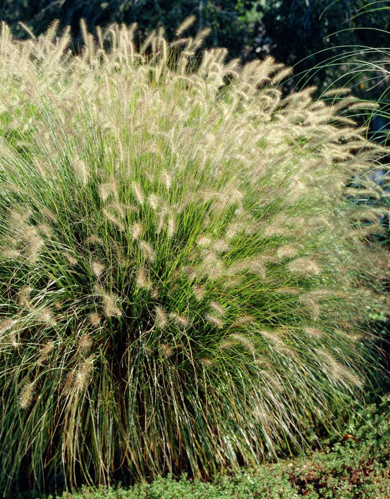 Dwarf Zebra Maiden Grass for Sale Online - The Greenhouse