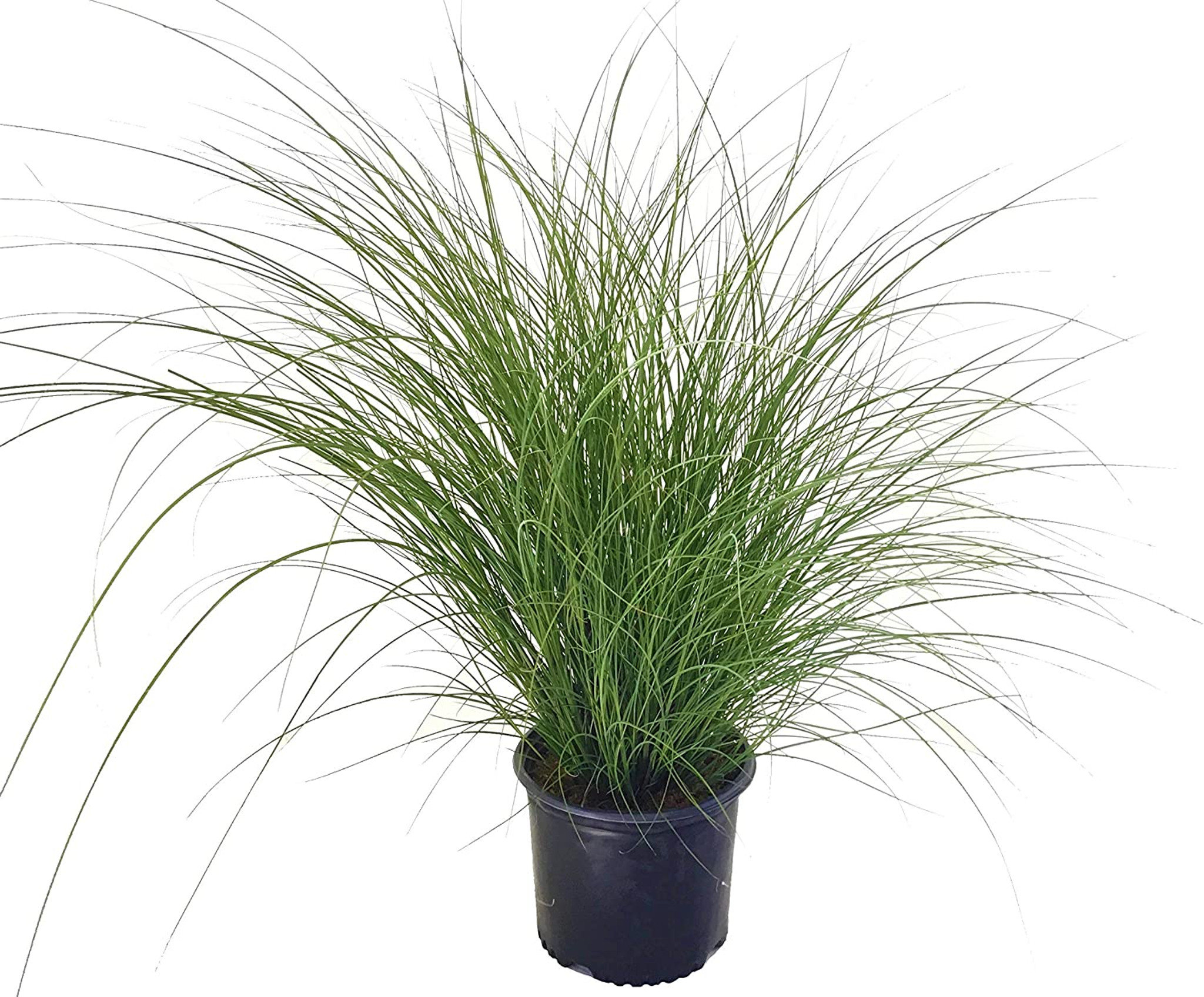 Dwarf Zebra Maiden Grass for Sale Online - The Greenhouse