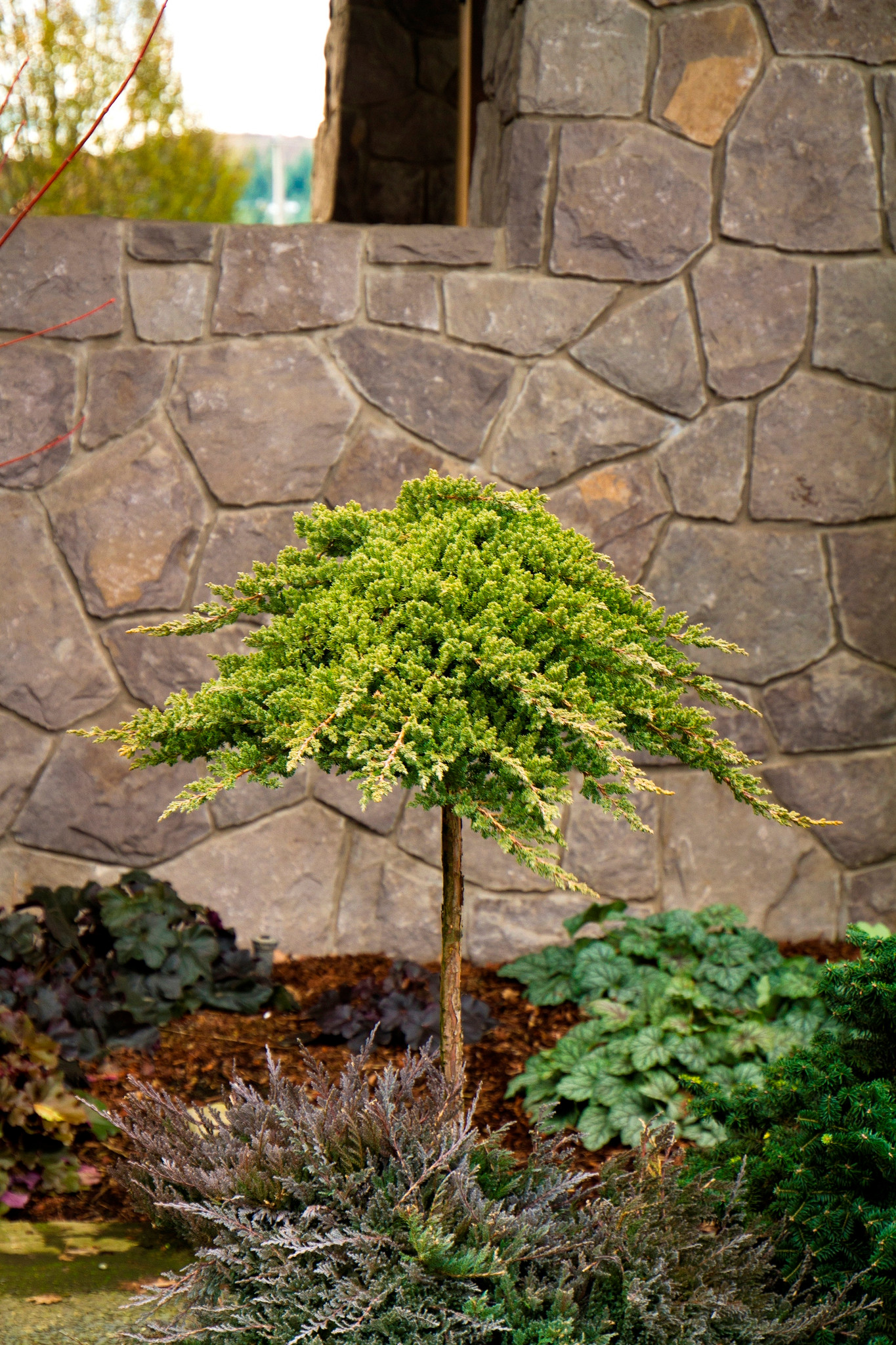 48 Japanese garden juniper tree information