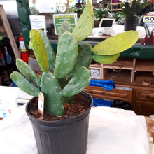 Cactus Plants Assorted upclose