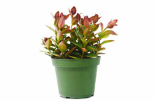 Goldfish Plant 'Columnea Gloriosa' 