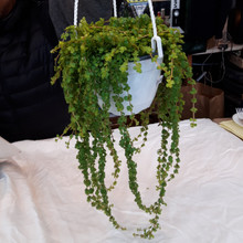 Pilea Glauca 'Aquamarine' in hanging basket