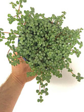 Pilea Glauca 'Aquamarine' up close