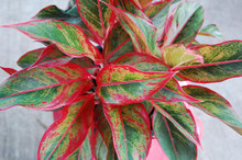 Aglaonema 'Chinese Evergreen' up close