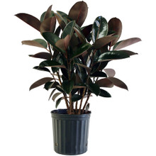 Palm Neanthe Bella in pot