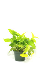 Pothos Neon in pot