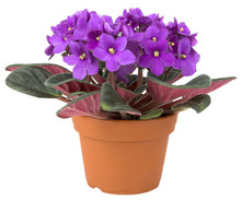 African Violet in pot