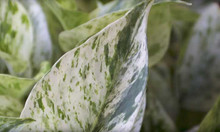 Marble Queen Closeup