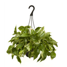 Marble Queen Hanging
