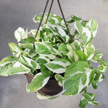 Pothos Pearls & Jade in basket