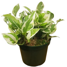 Pothos Pearls & Jade in pot
