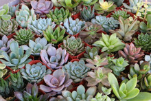 bunch of Succulents Assorted