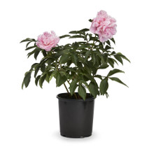 Peony The King of Flowers in pot