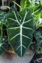 Alocasia Leaf